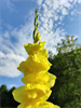 Nahaufnahme einer gelben Blume